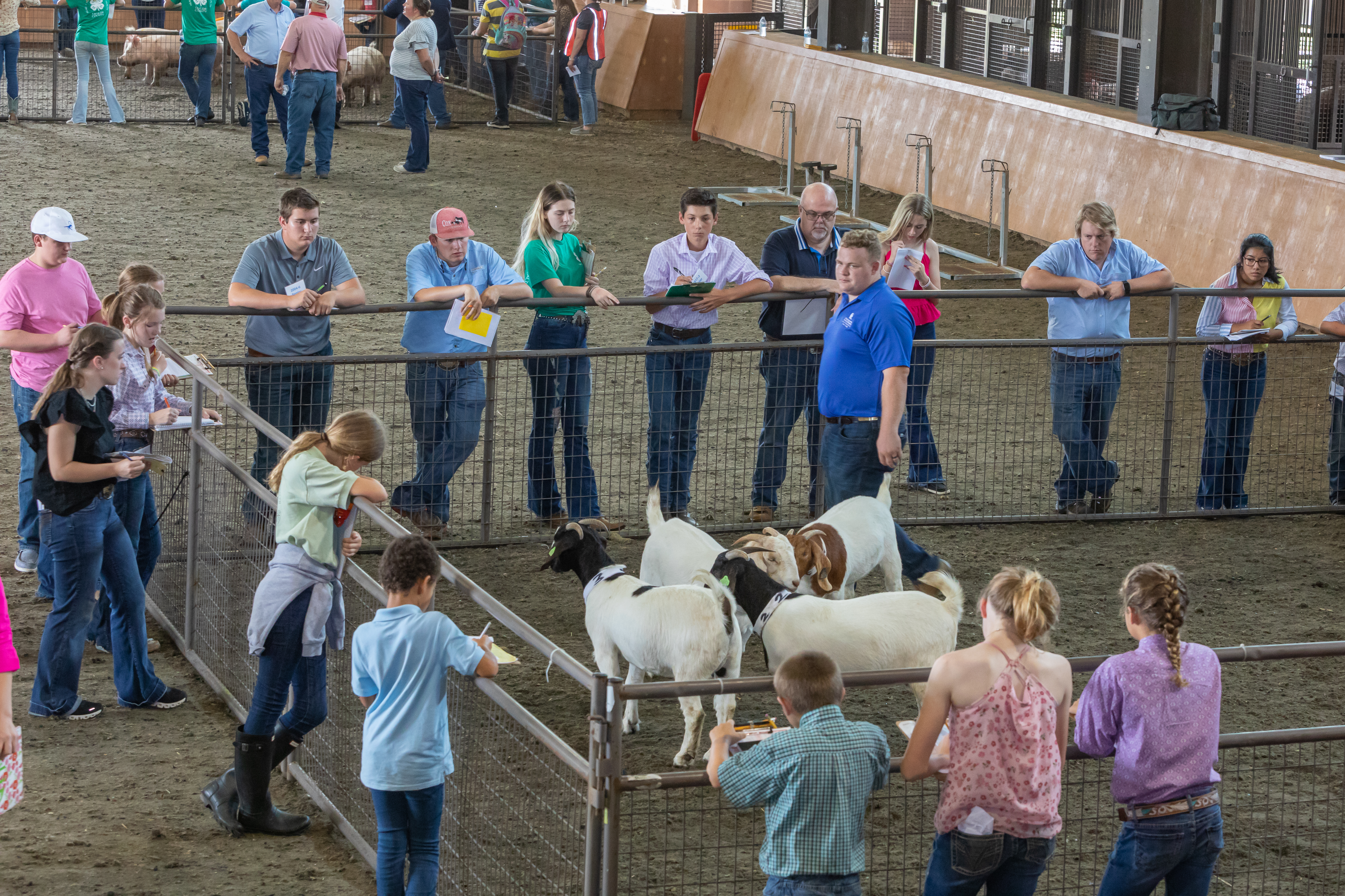 Livestock team judging goats