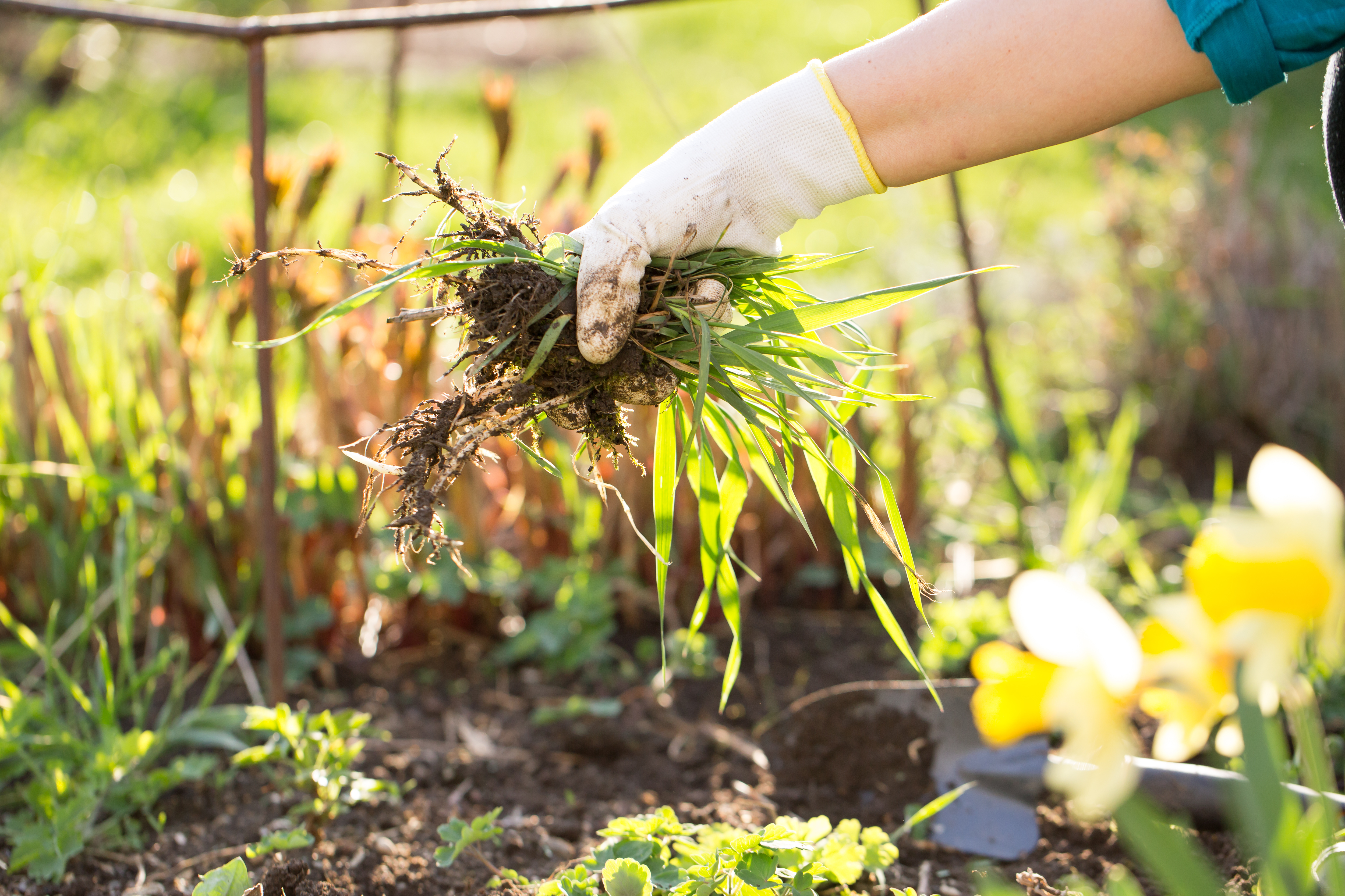 Person weeding garden