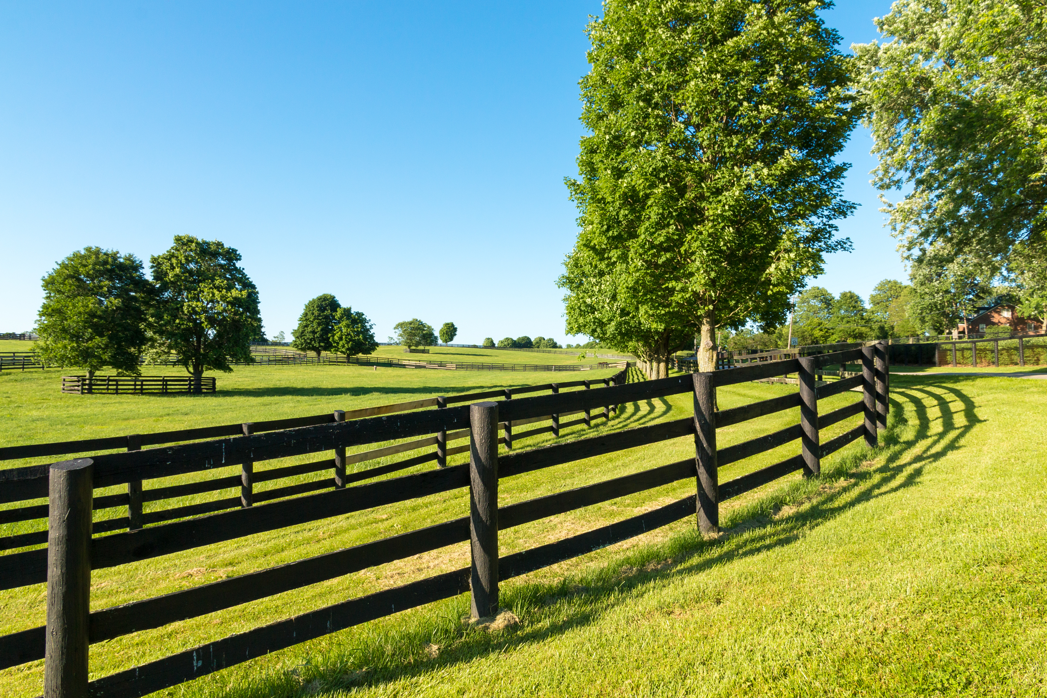 Fence Row