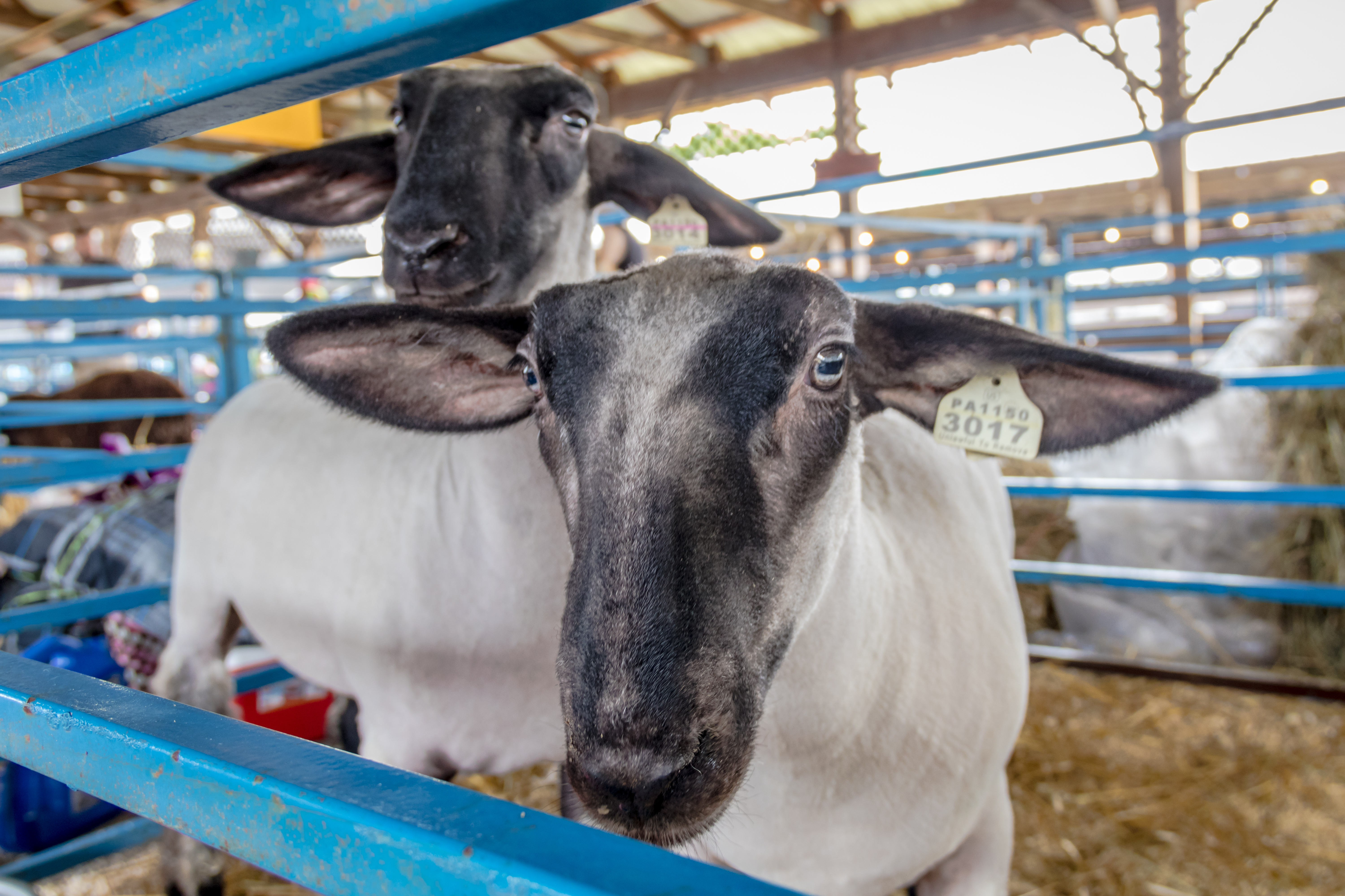 Sheep in pin at livestock show 