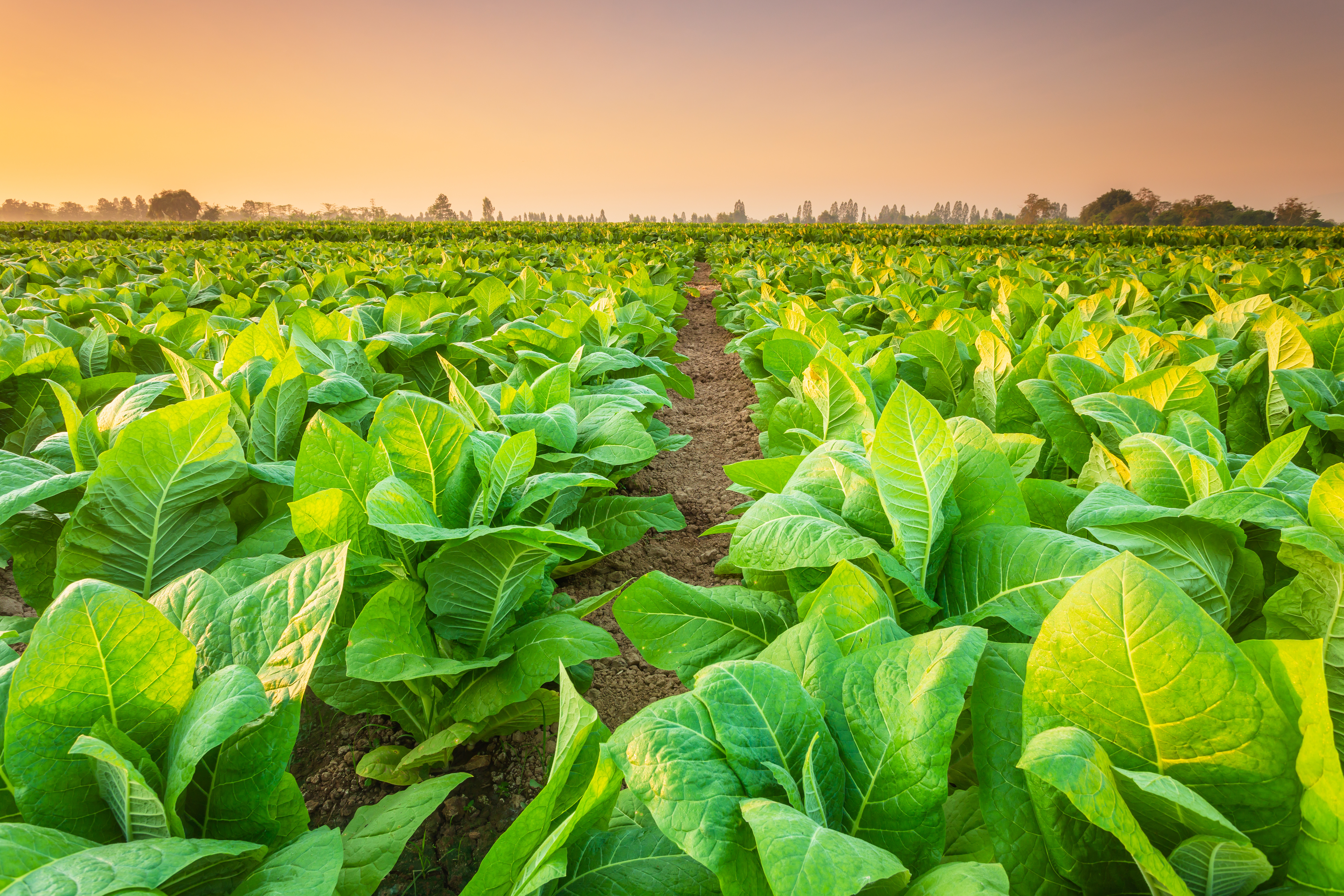 Tobacco Field