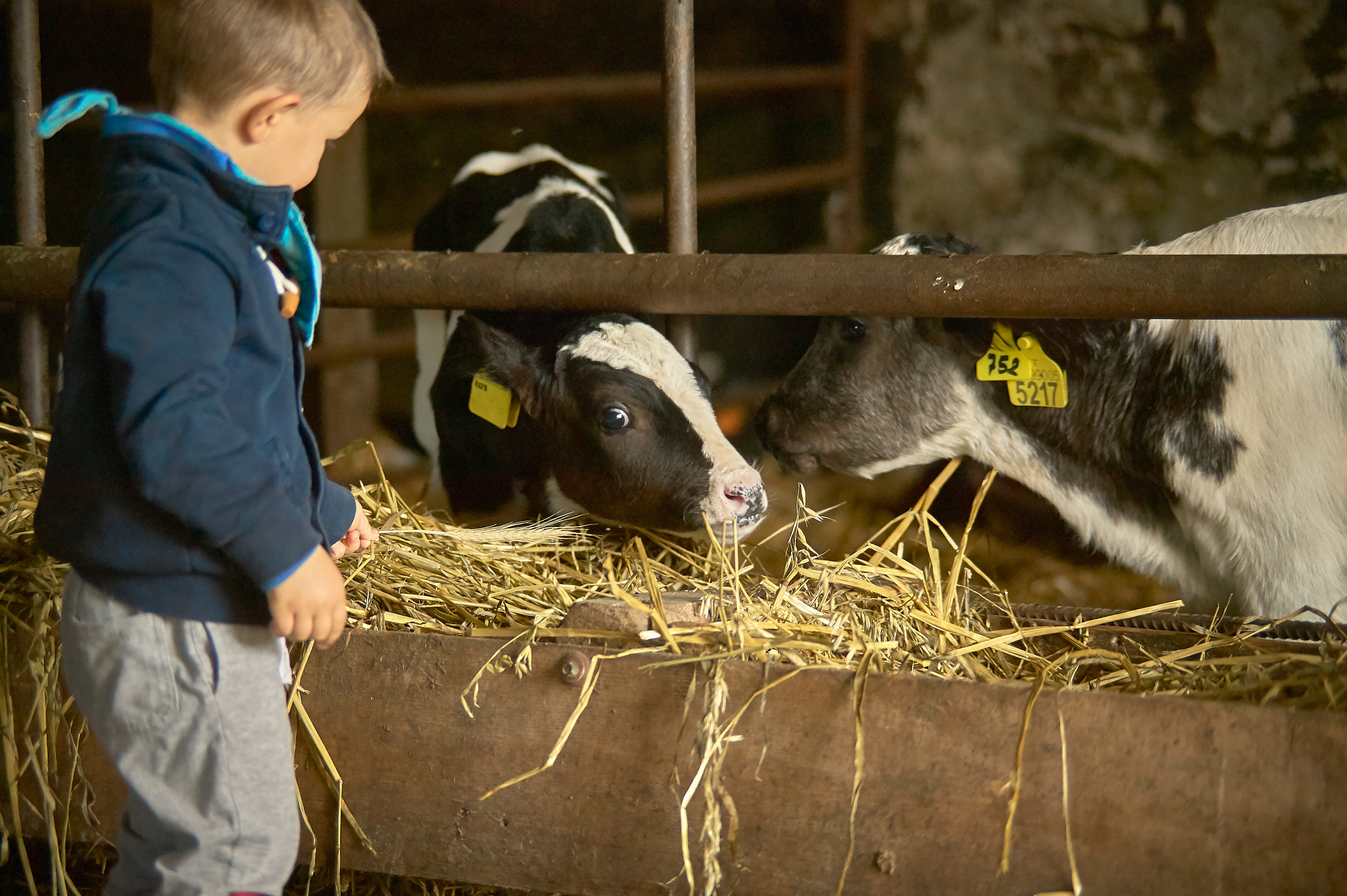 young boy with dairy cow