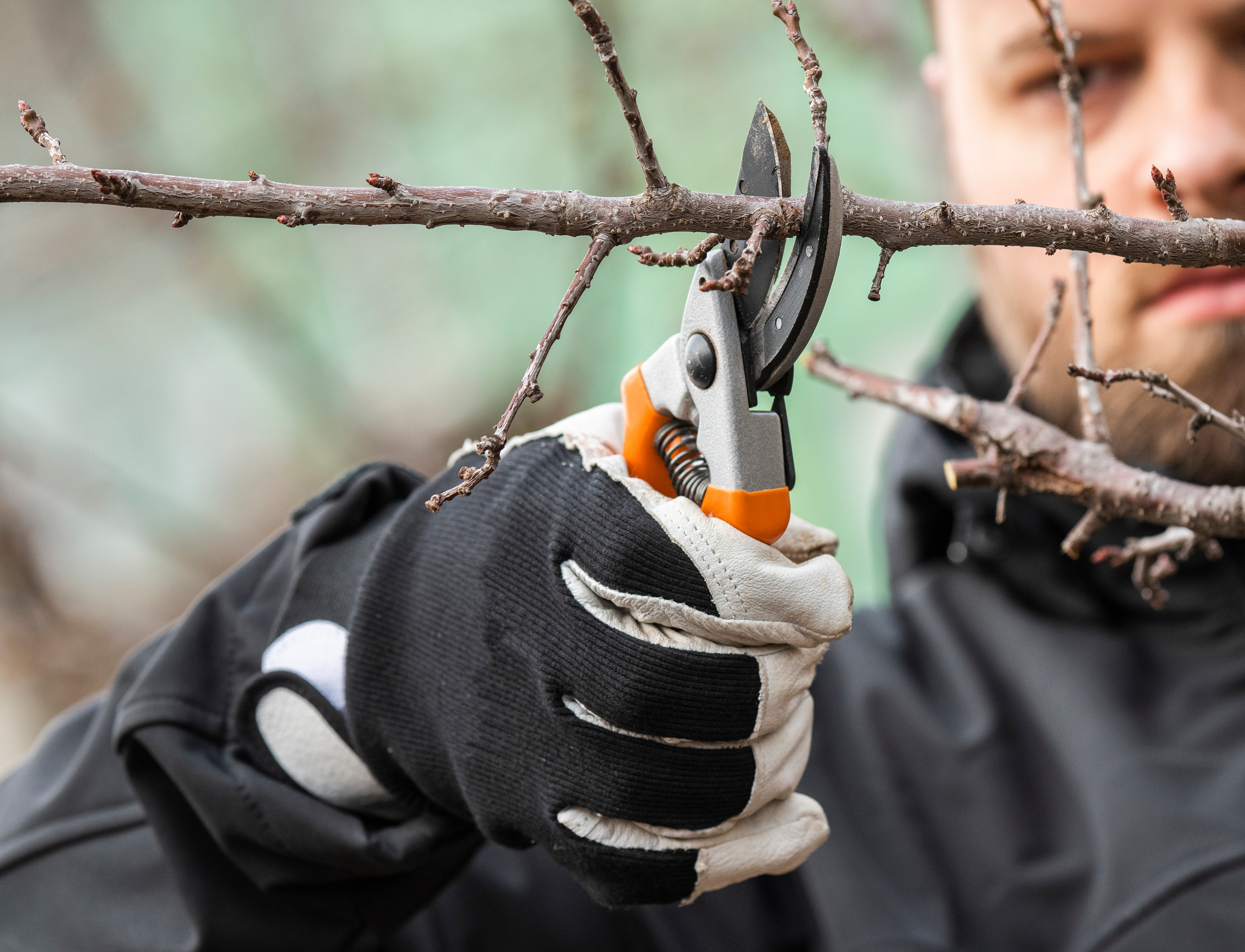 Person Pruning tree