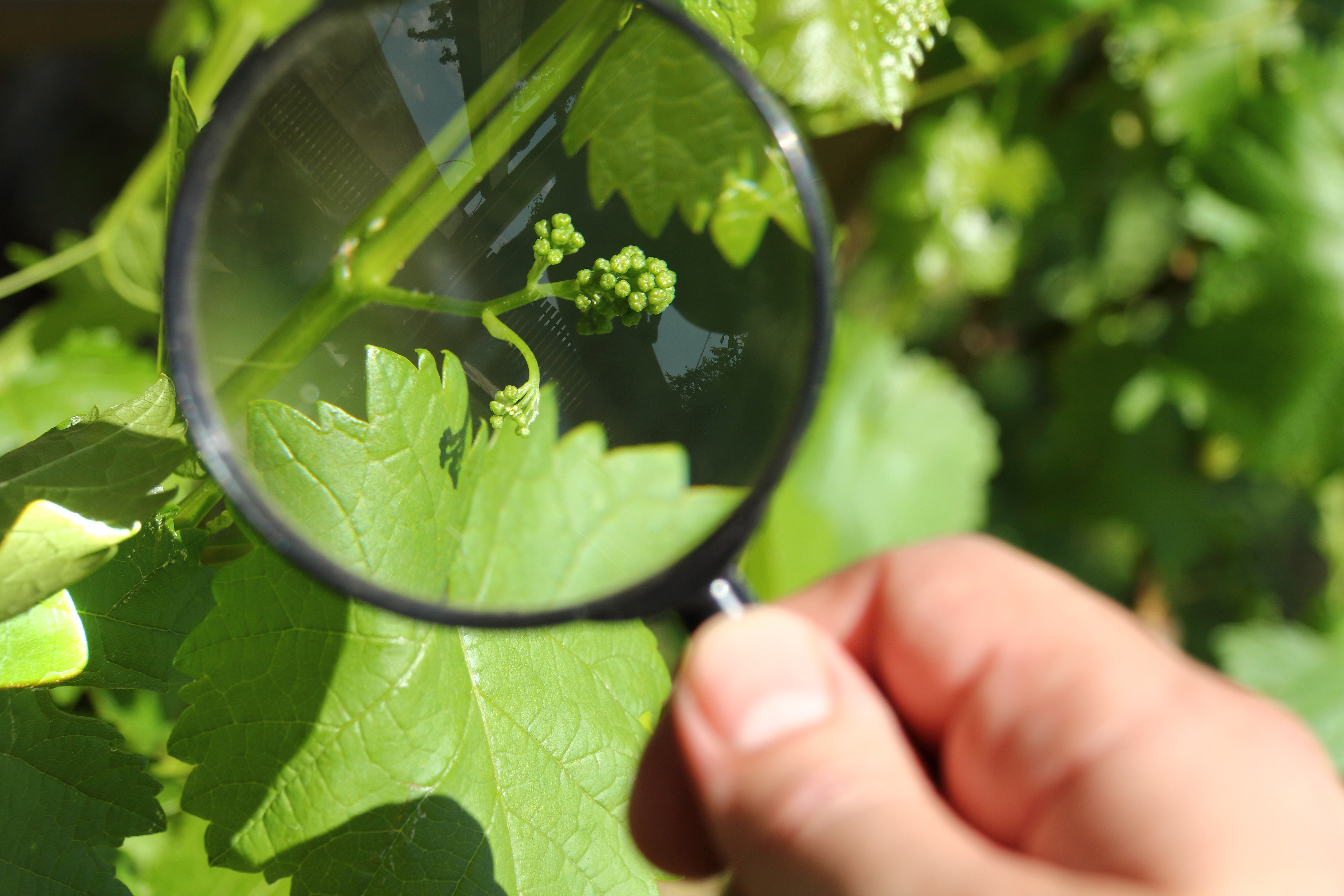 Magnifying glass over plant 