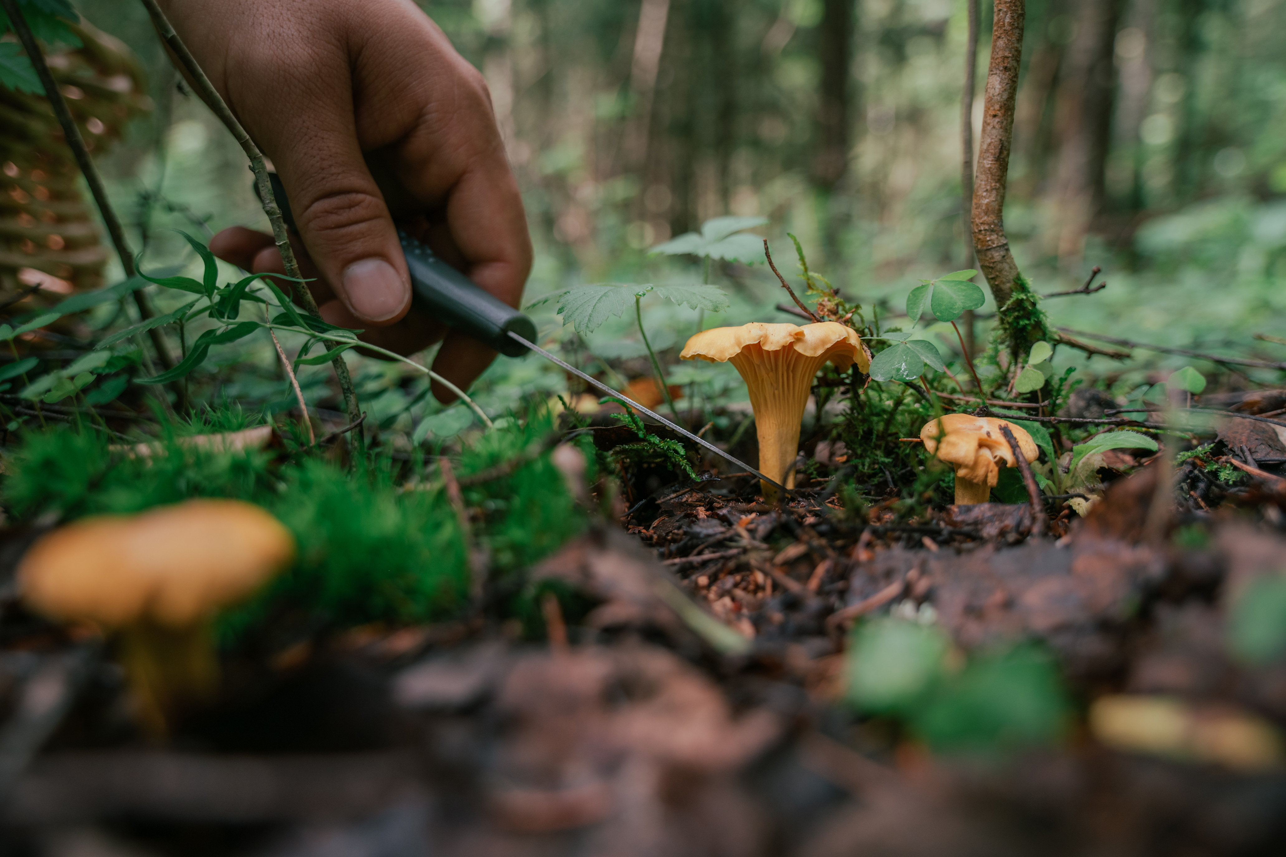 person harvesting mushroom