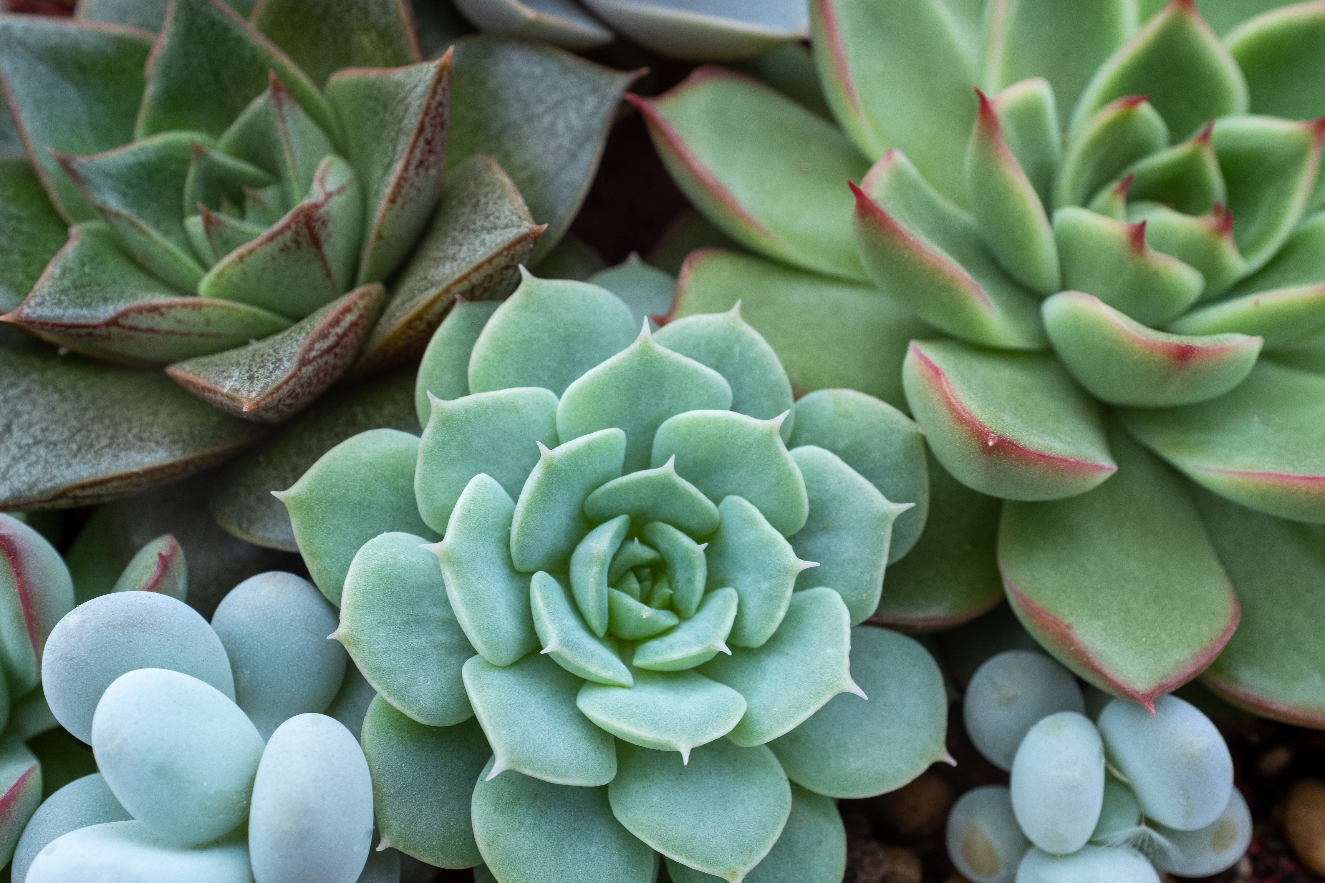 Succulents