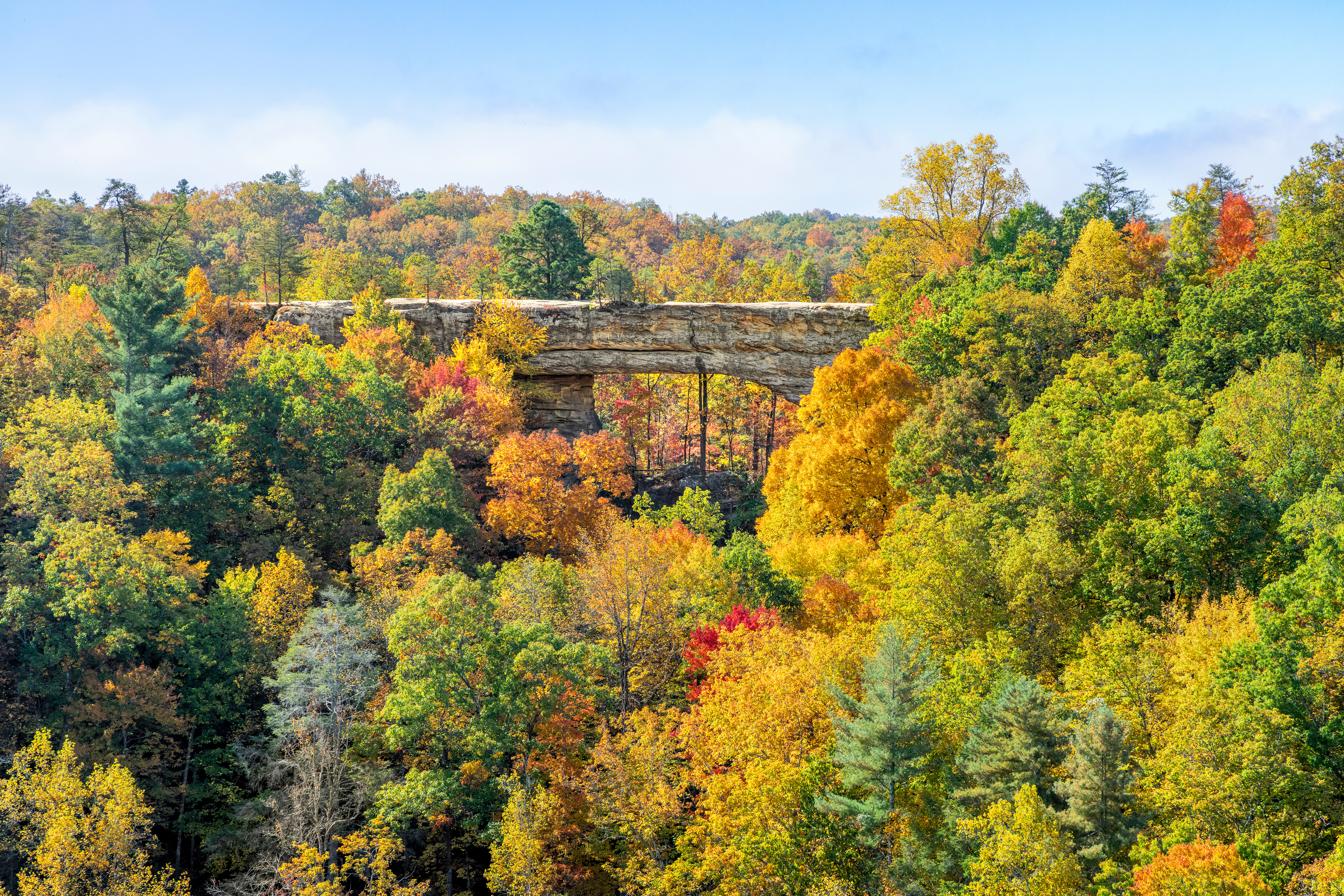 Kentucky Fall Tree Scene 