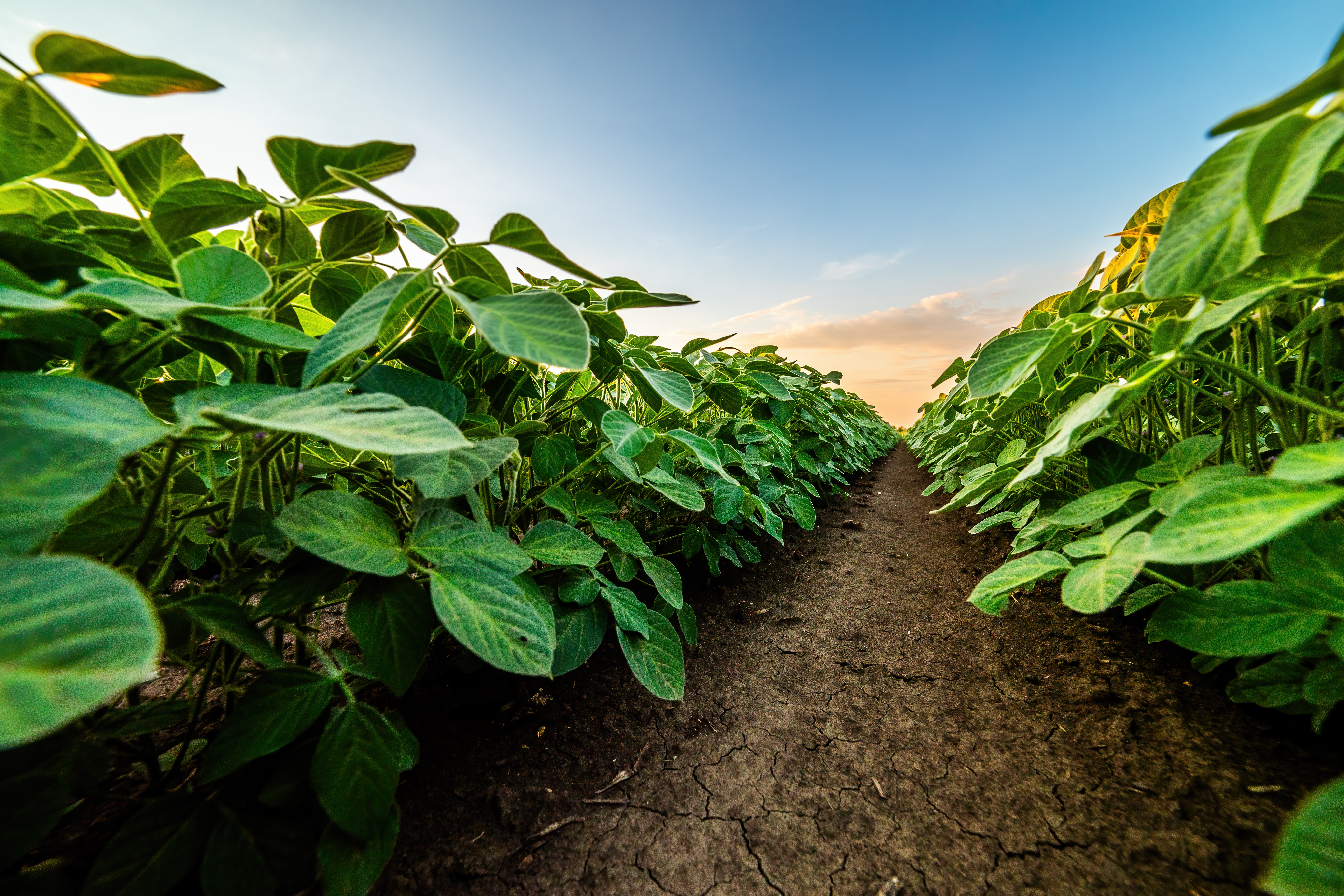 Soybean Field