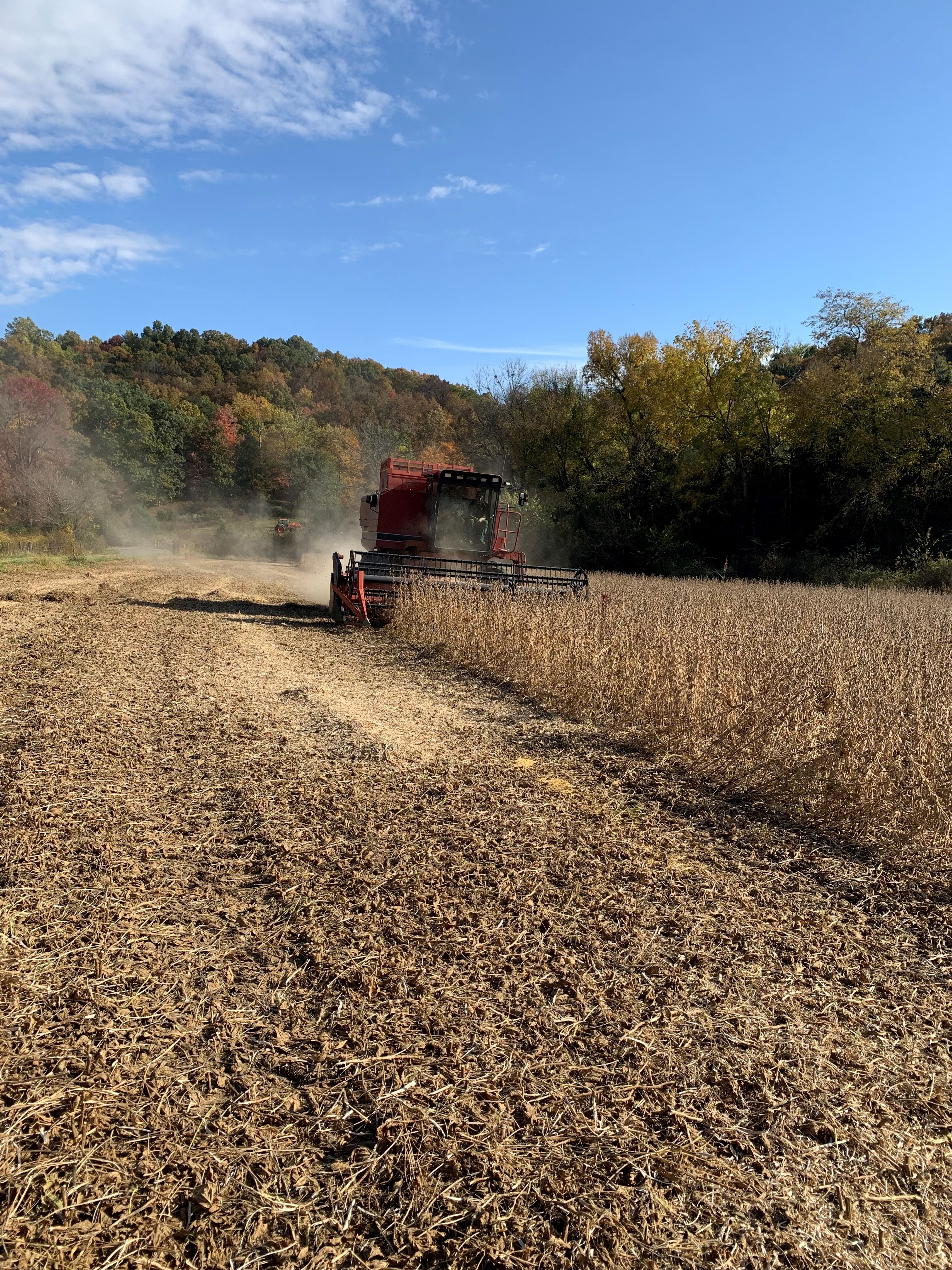 Combining soybeans