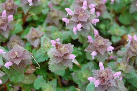 purple dead nettle