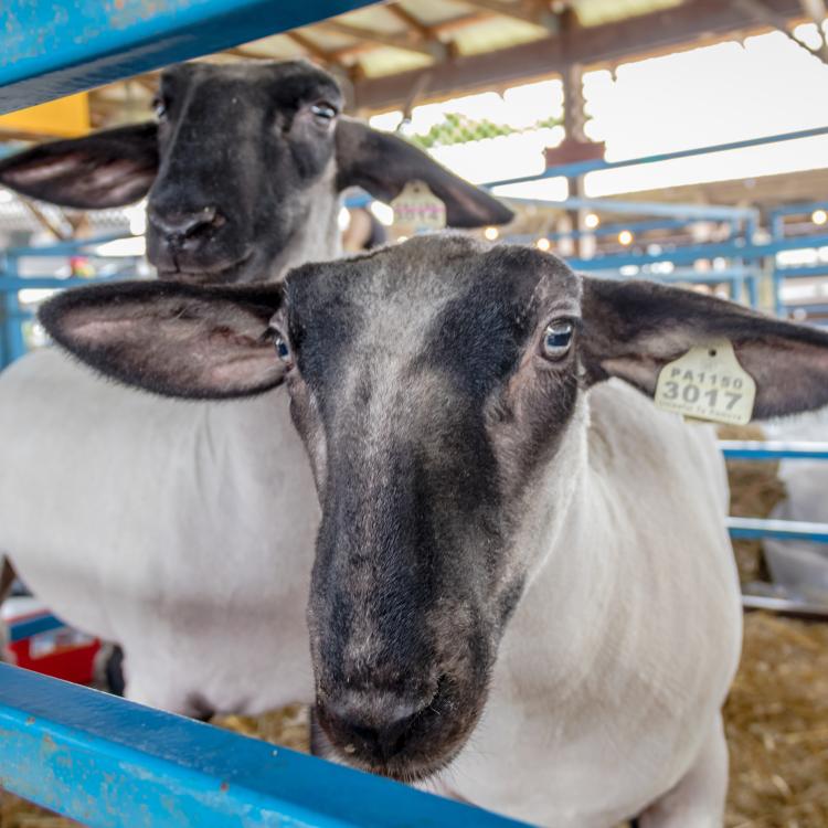  Sheep in pin at livestock show 