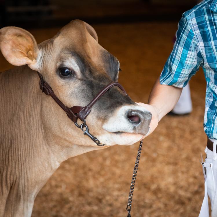  Young man with cow on lead