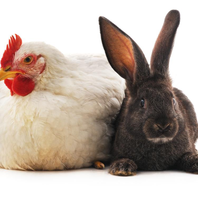  Chicken and Rabbit