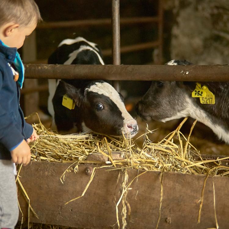  young boy with dairy cow