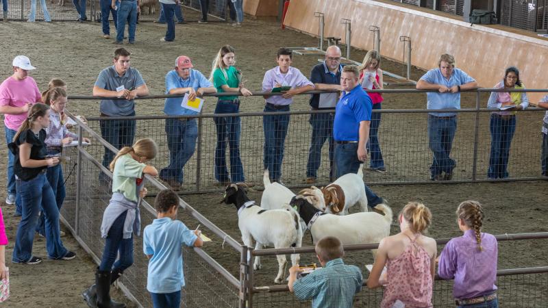 Livestock team judging goats