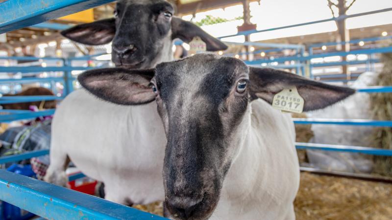 Sheep in pin at livestock show 