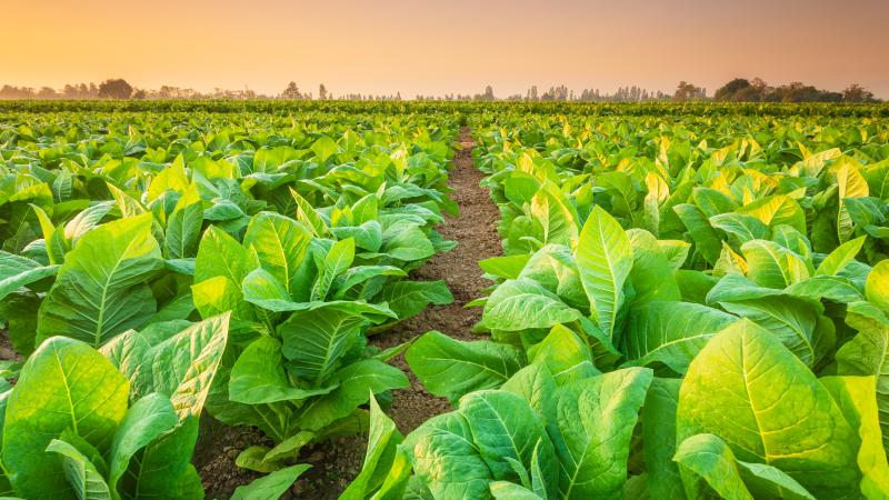 Tobacco Field