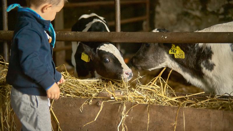 young boy with dairy cow