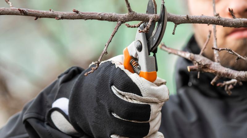 Person Pruning tree