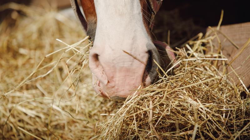 Horse eating hay 