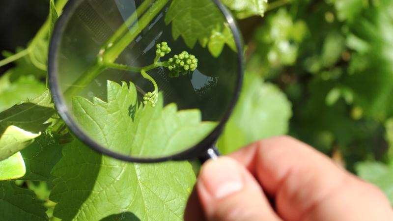 Magnifying glass over plant 