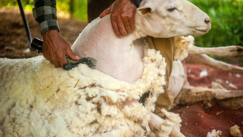 Sheep being Sheared