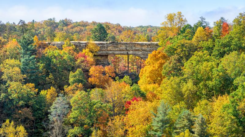 Kentucky Fall Tree Scene 