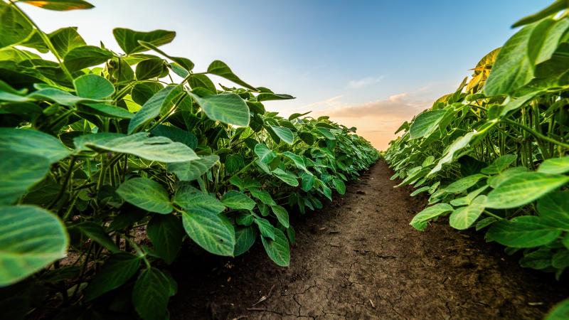 Soybean Field