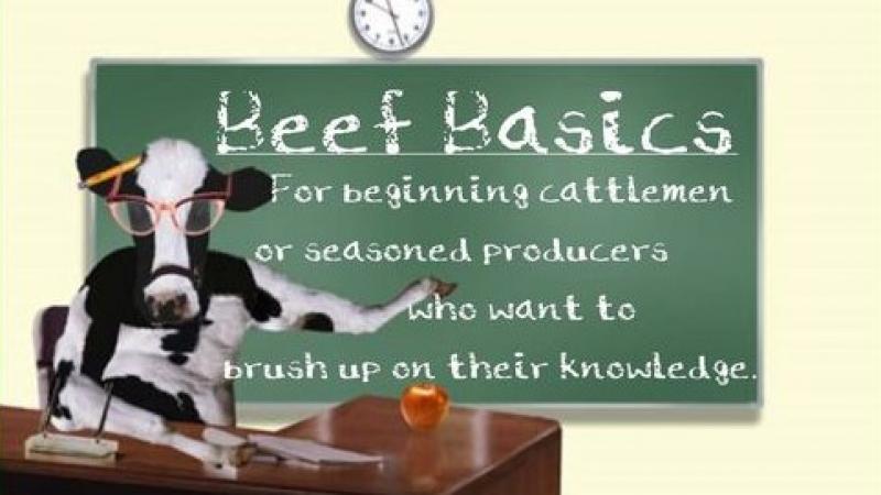 Beef Basics