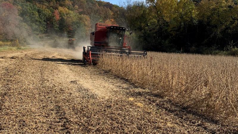 Combining soybeans